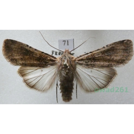 Peridroma saucia (Hübner, 1808) France71